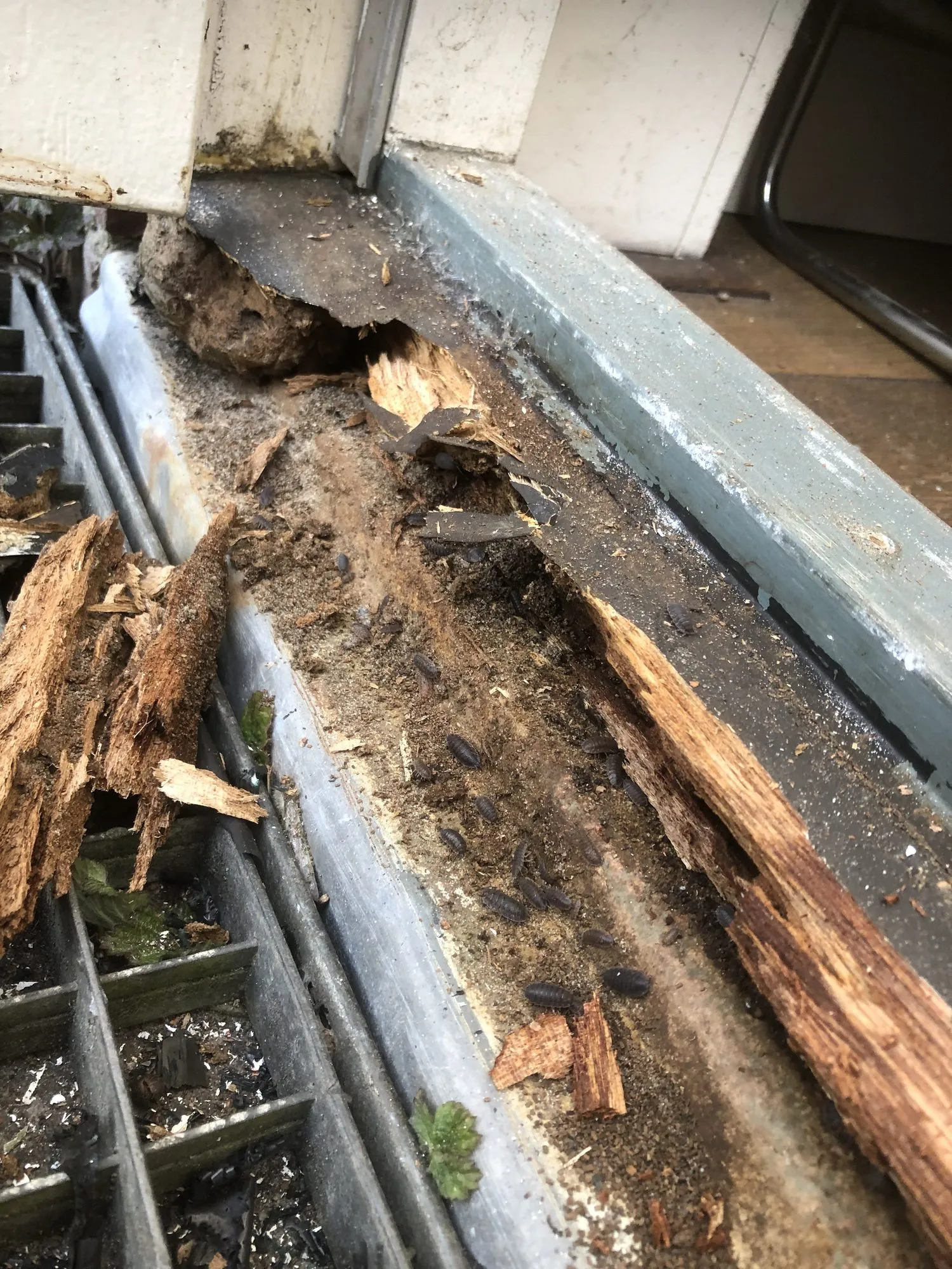 Zwaar aangetaste houten balk met verpulverd hout