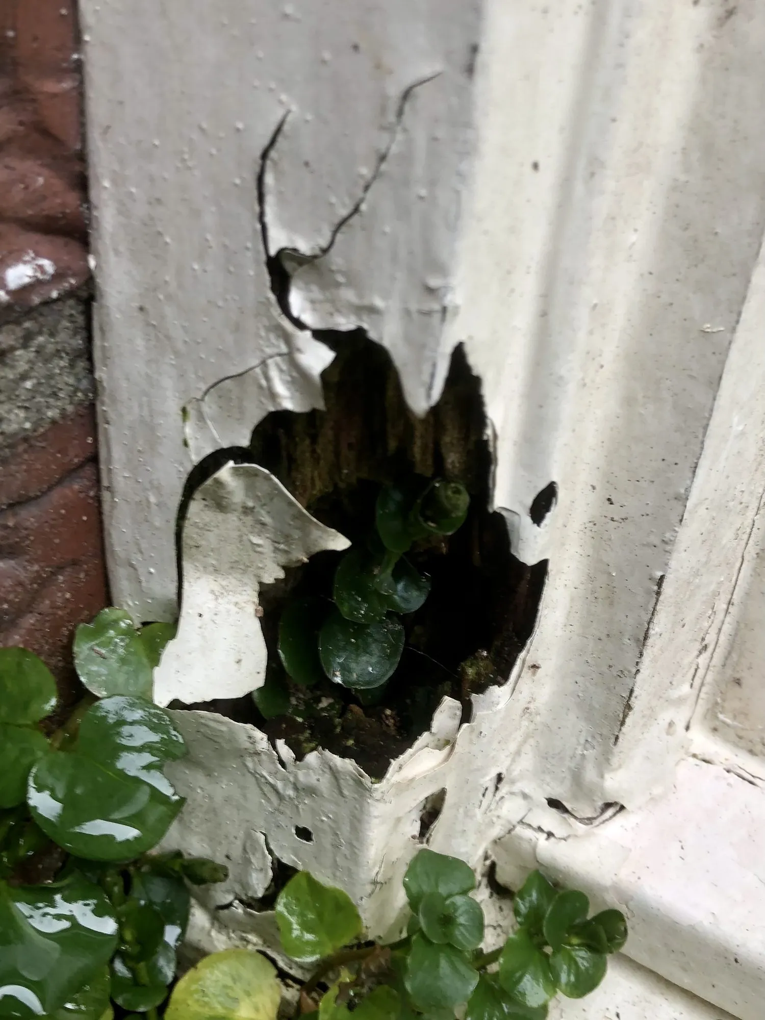 Ornament onder een raam met houtrot, met klimop ertegenaan